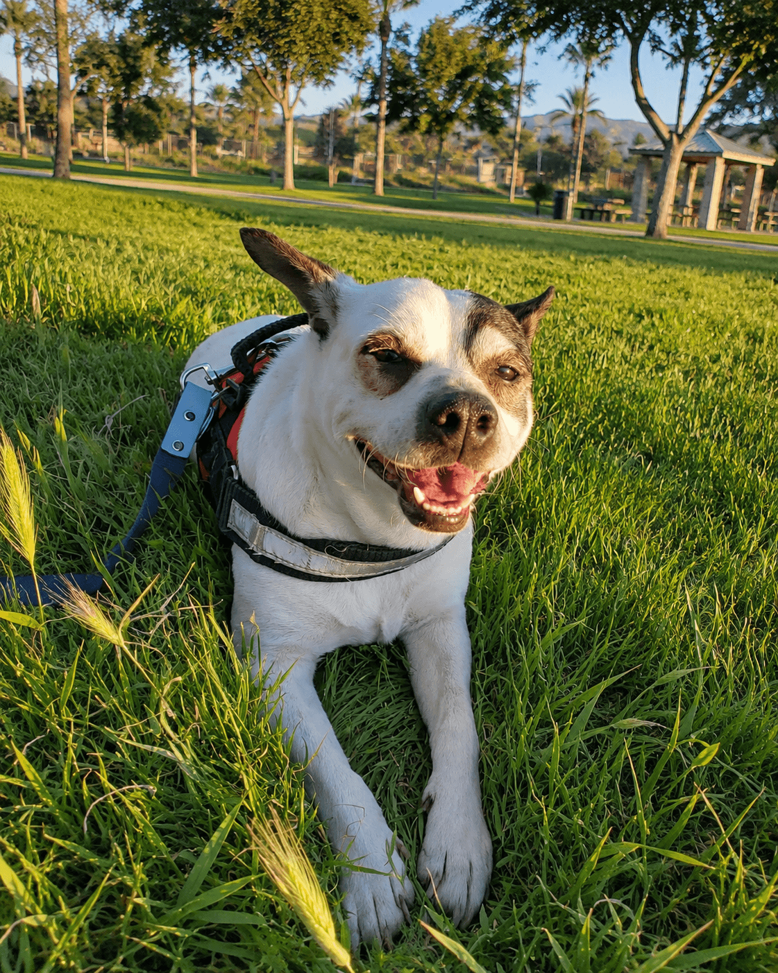 Penguin T - Jack Russell Terrier