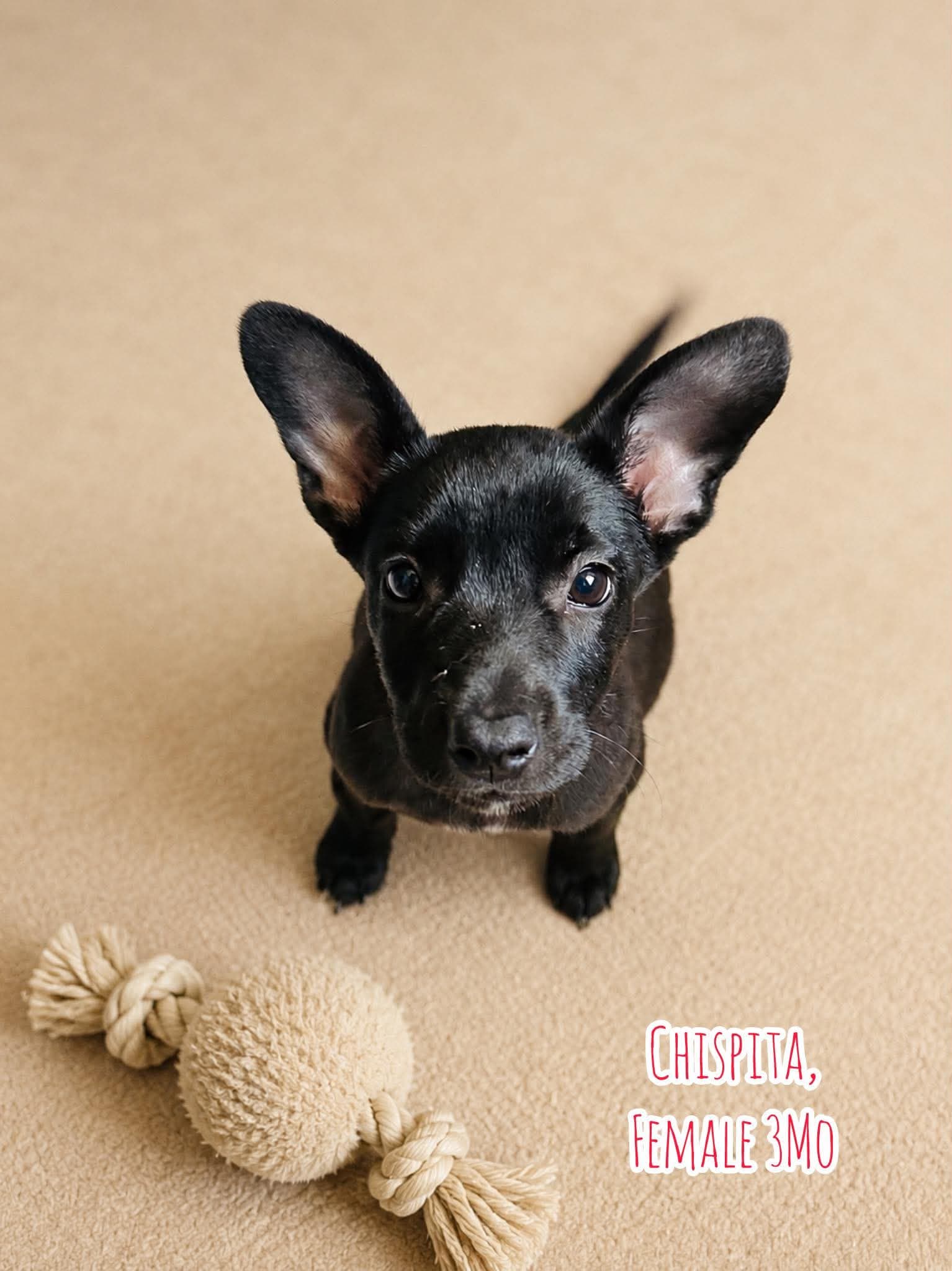 Chispita K - Black Labrador Retriever