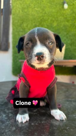 Clone A image 1