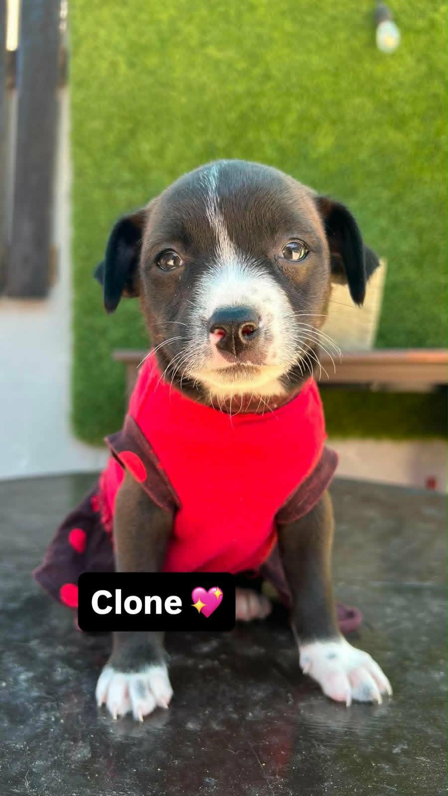 Clone A - American Bulldog