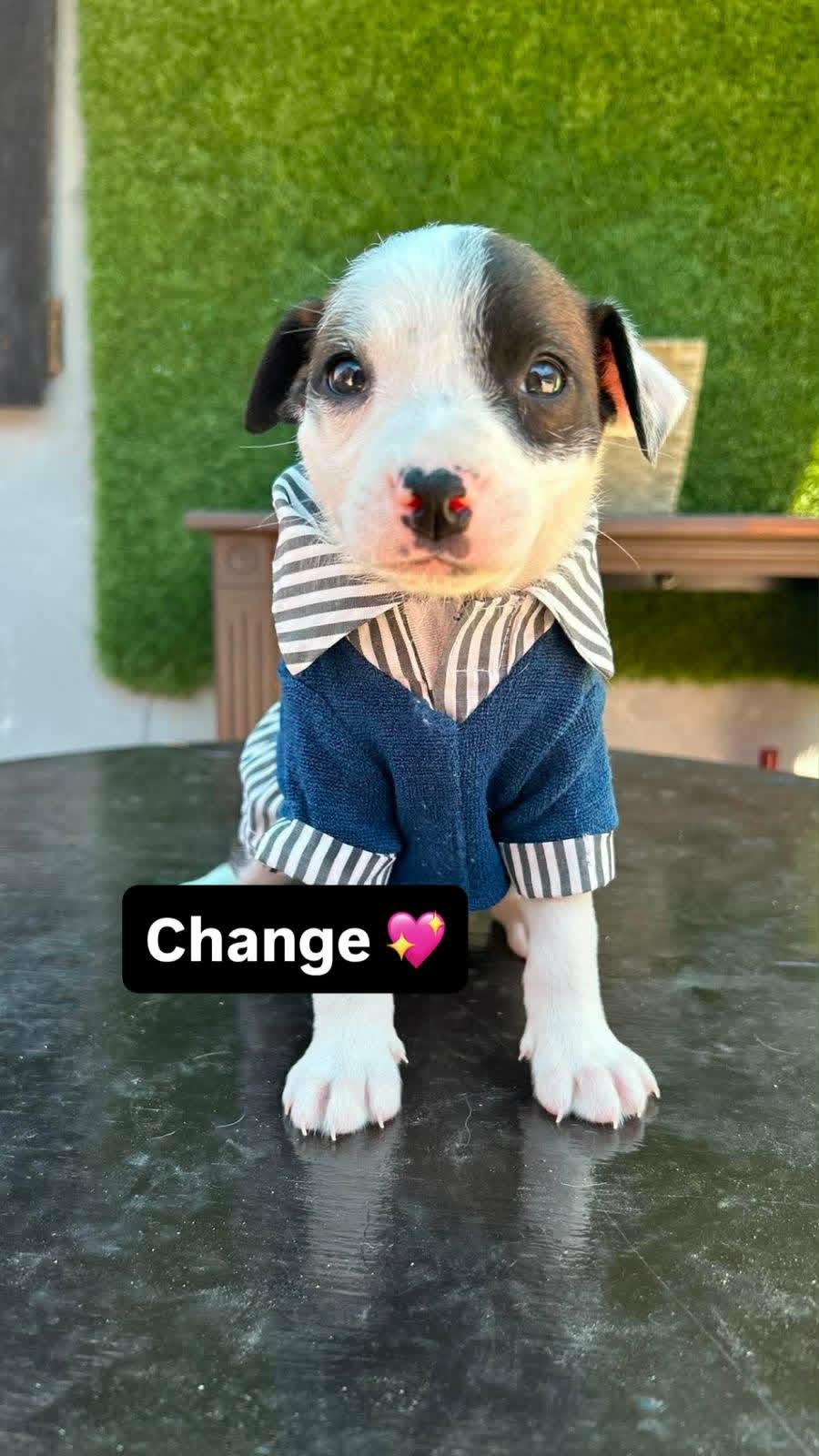 Change A - American Bulldog
