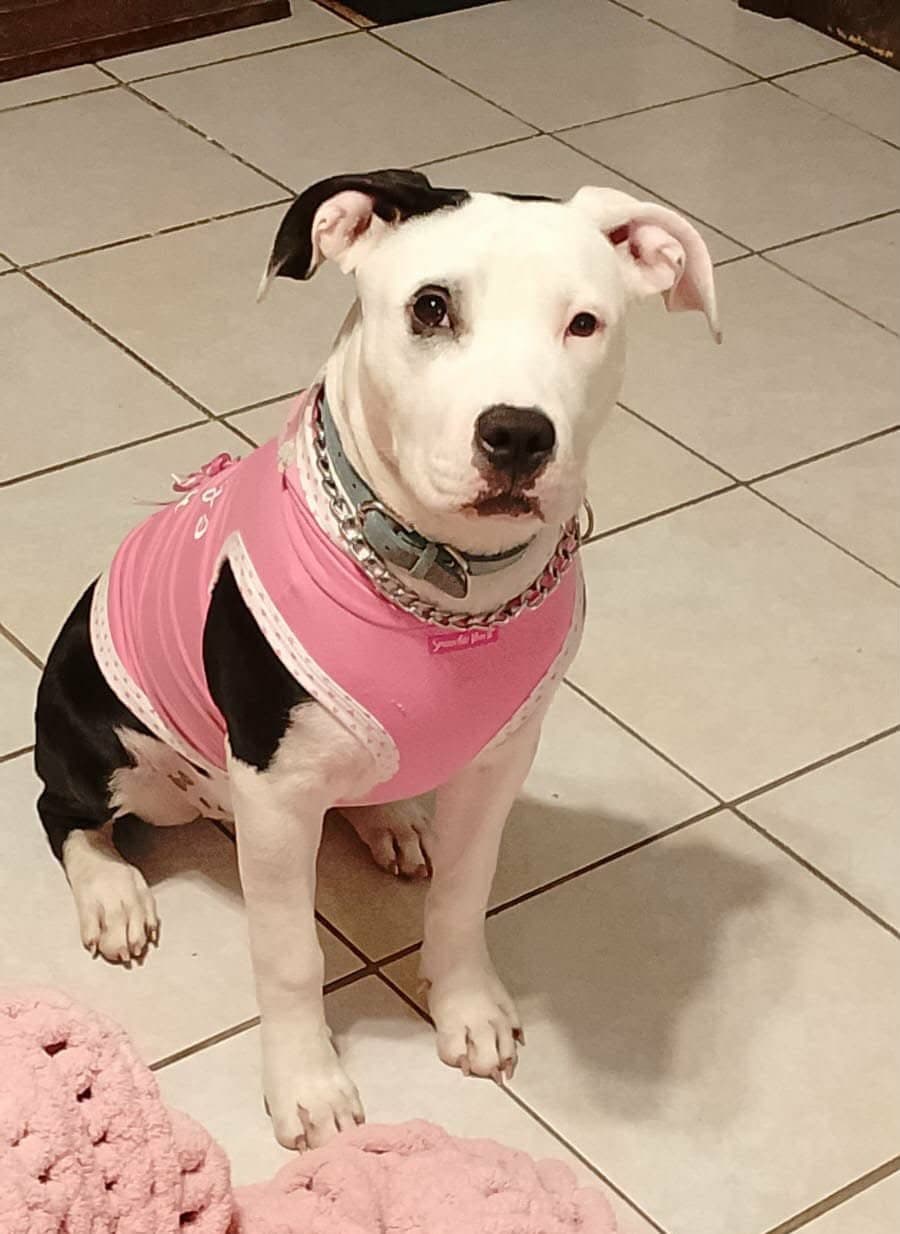 Stella D - American Pit Bull Terrier