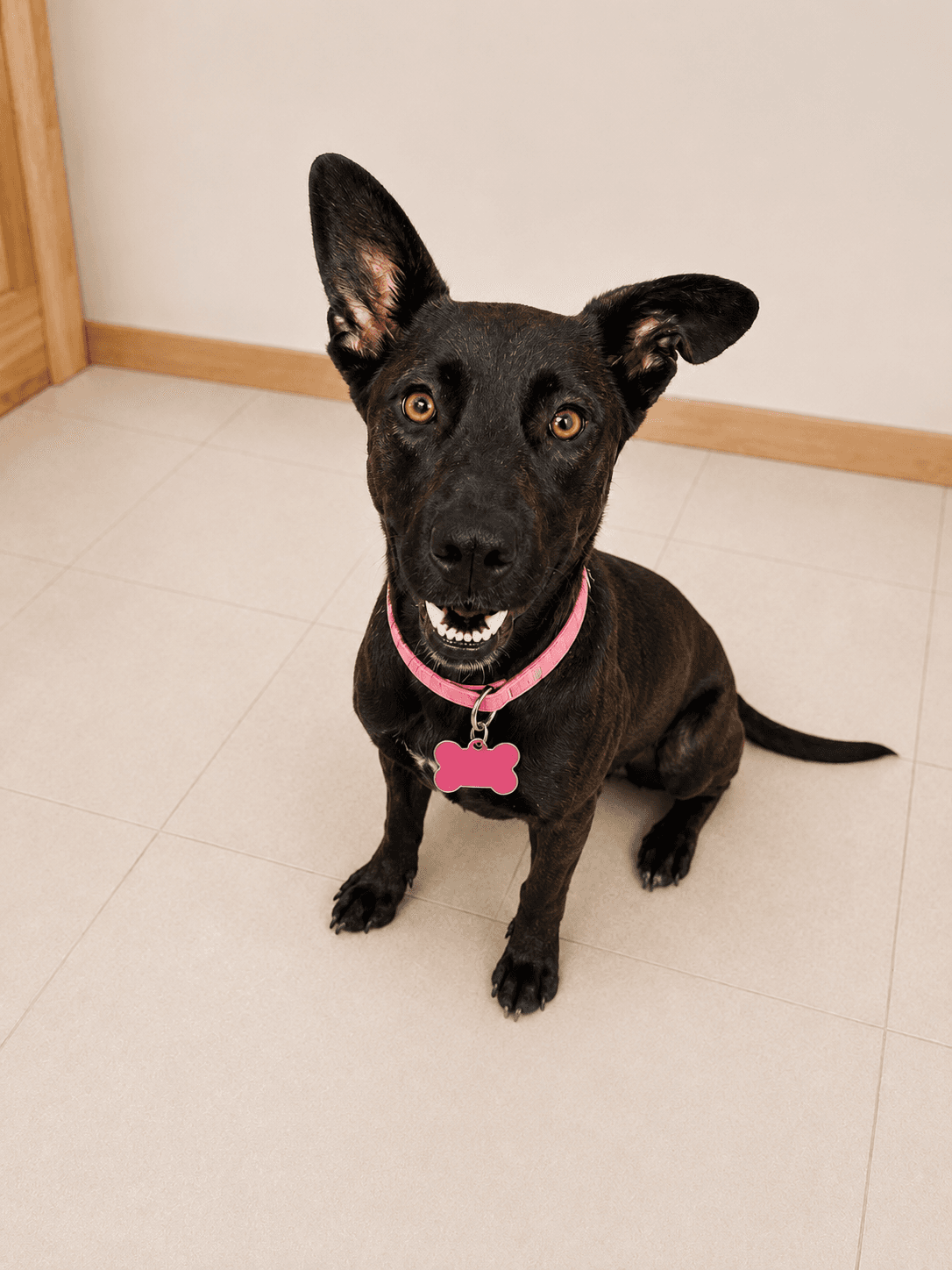 Alanna - Terrier