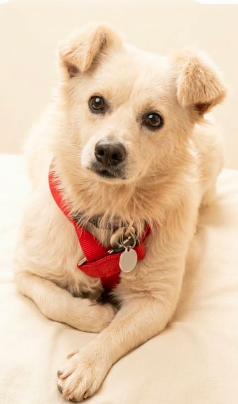 Harold - Parson Russell Terrier