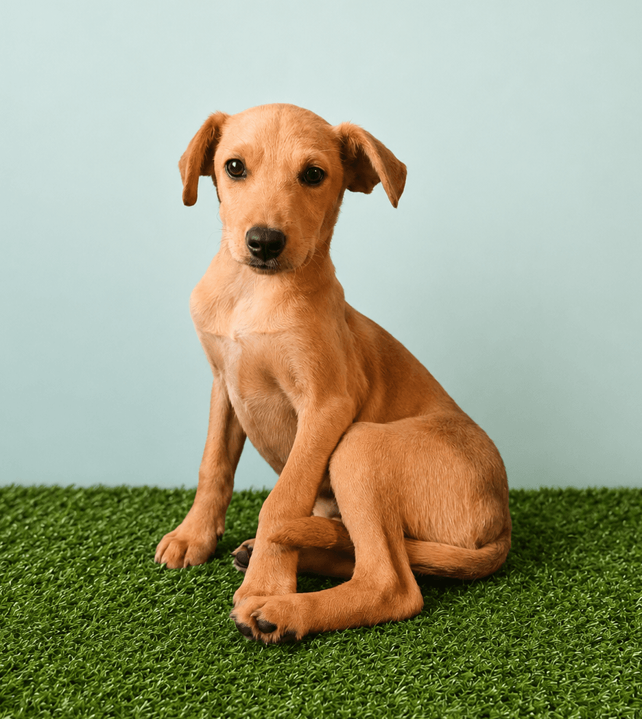 Teddy A - Black Mouth Cur
