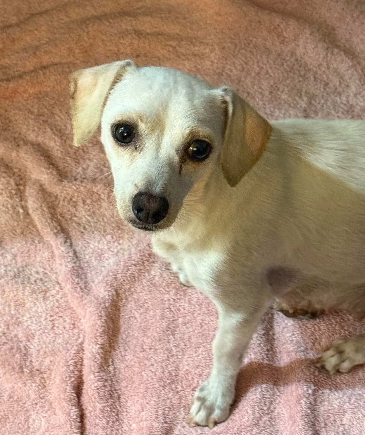 Brittney - Chihuahua