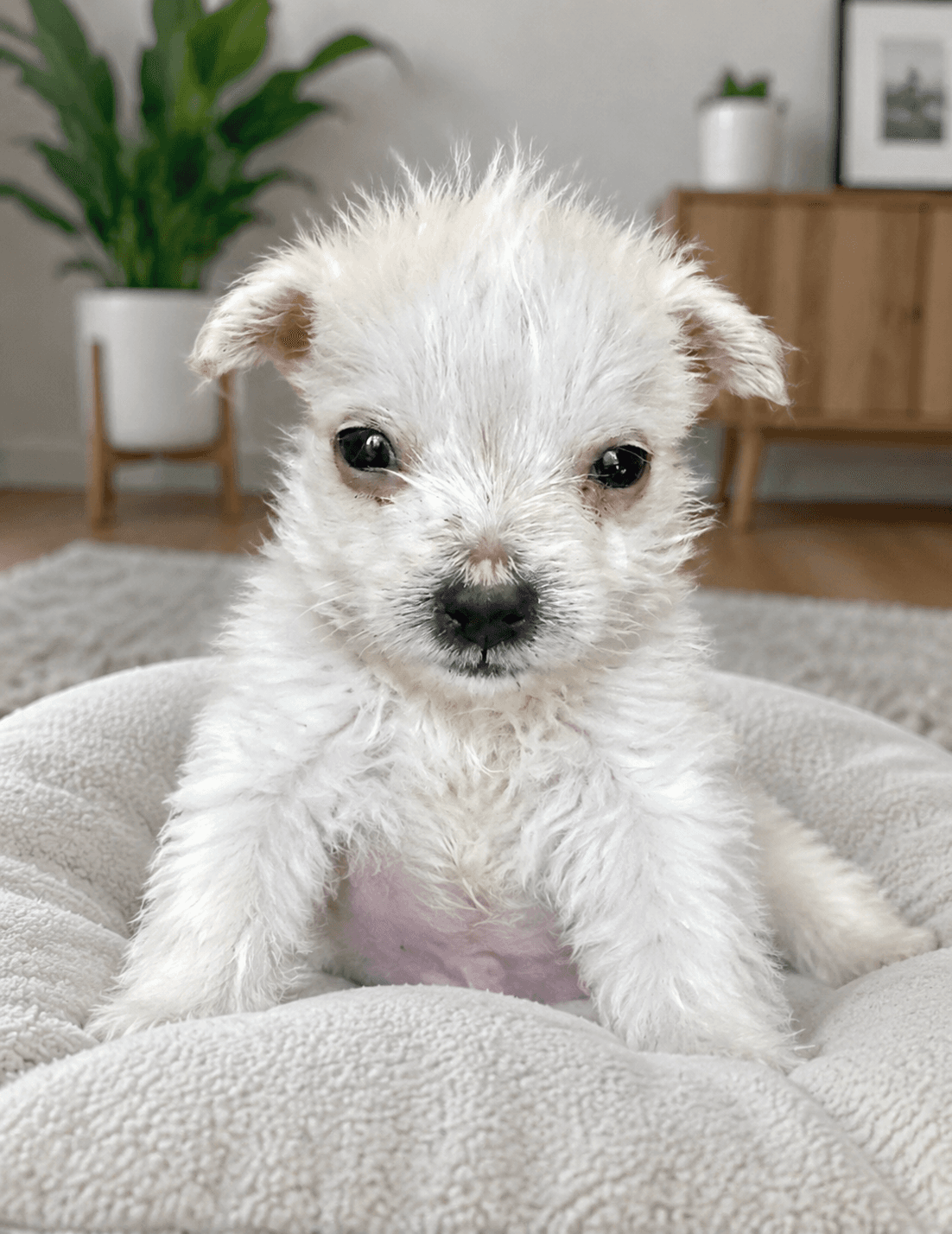 Chase - Poodle (Miniature)
