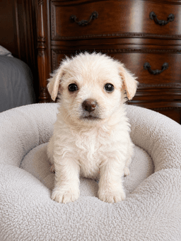 Cane image 1