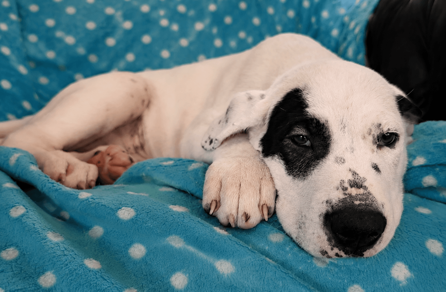 Sparrow - Dogo Argentino