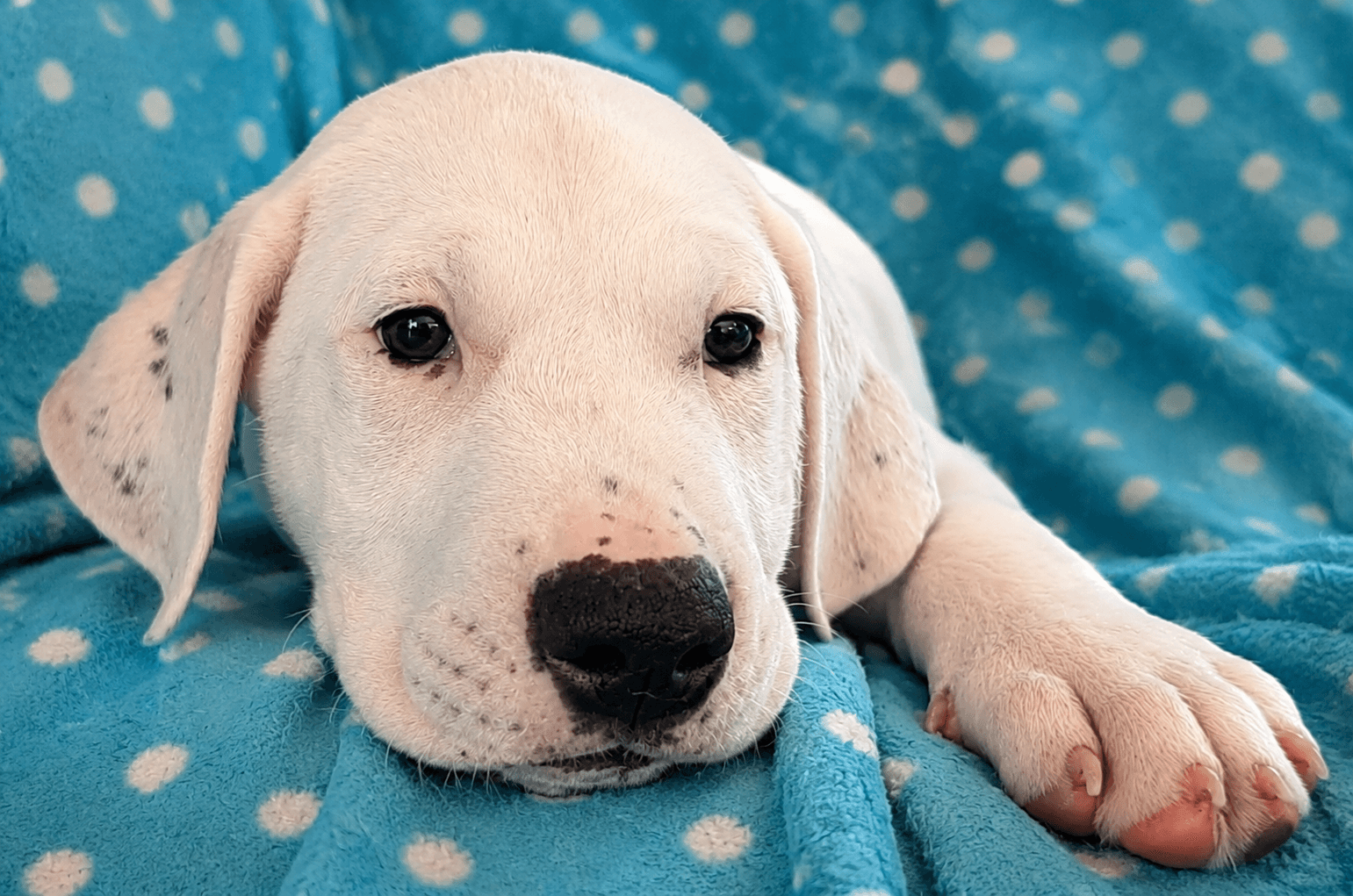 Zippy - Dogo Argentino
