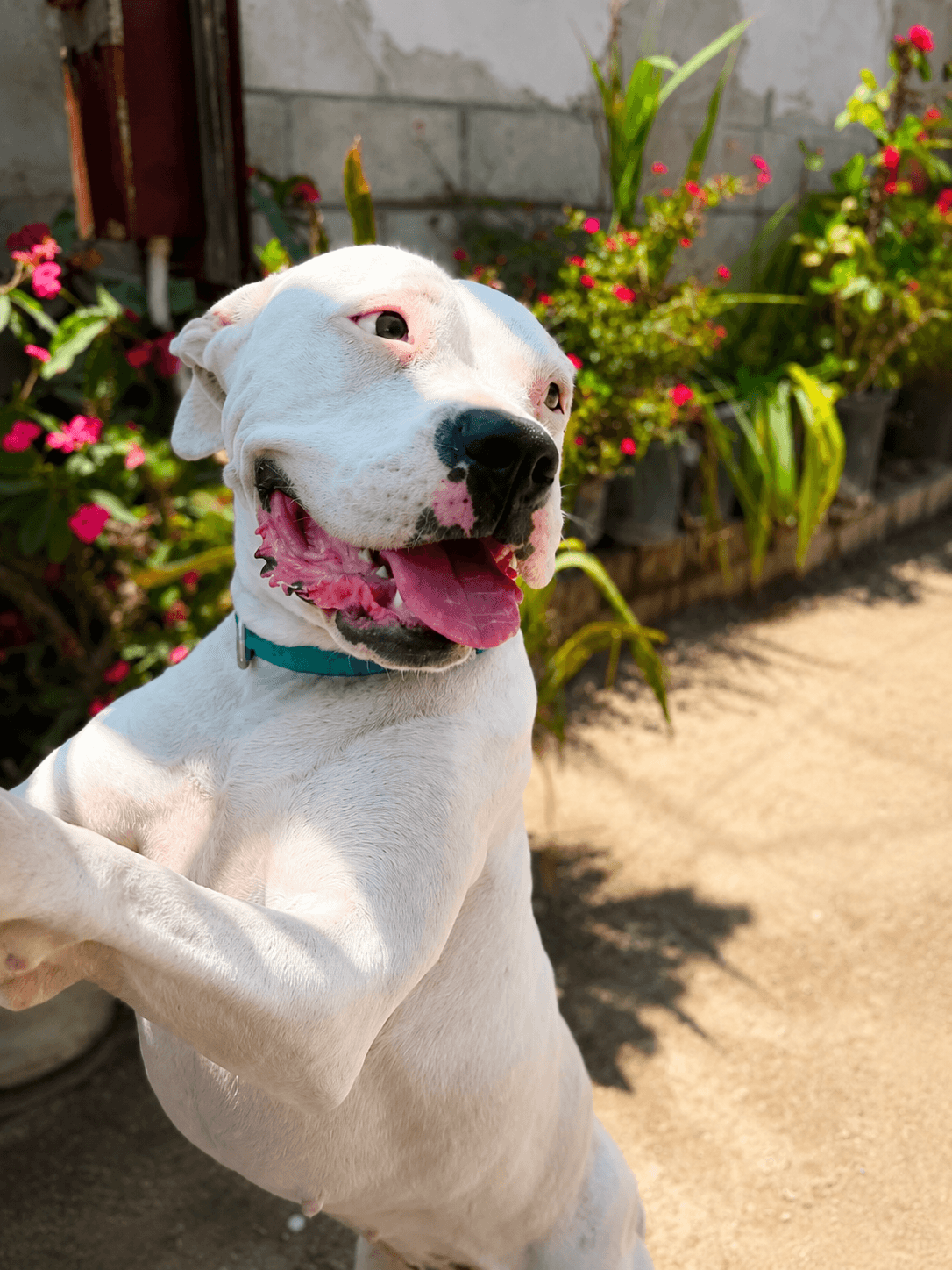 Nina - American Pit Bull Terrier
