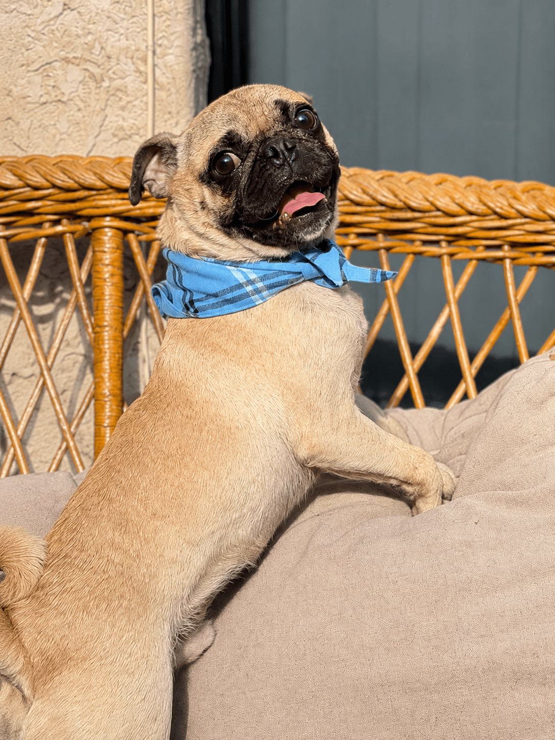 Jack - Pug