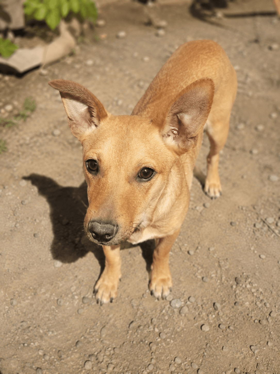 Pepe D - Jack Russell Terrier