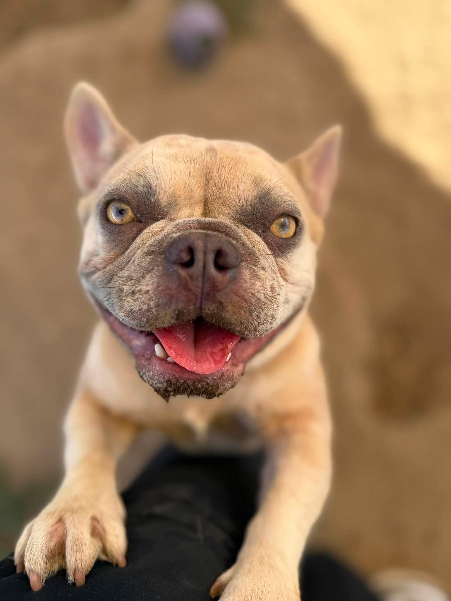 Suga - French Bulldog
