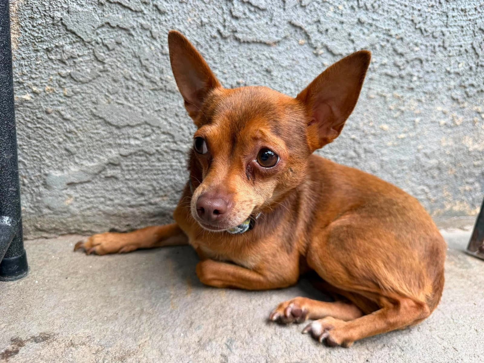 Honey - Chihuahua