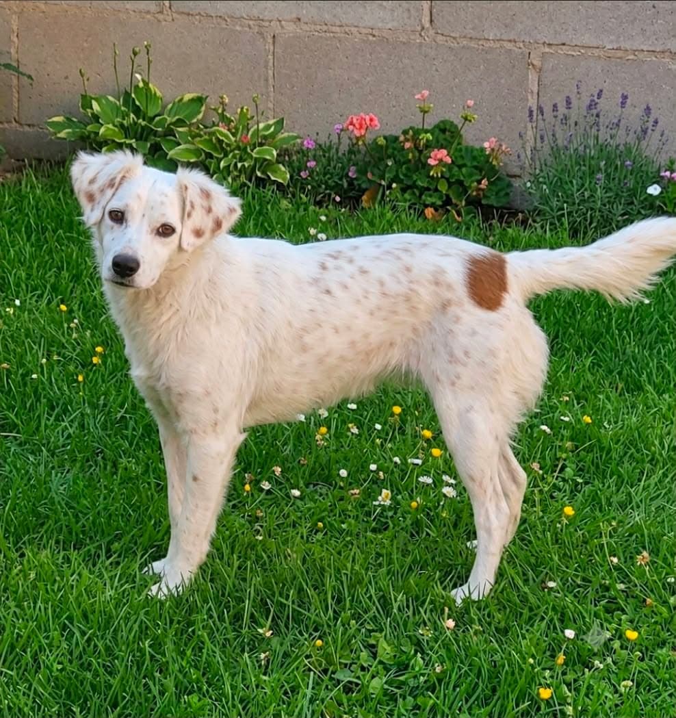 Maria T - Parson Russell Terrier