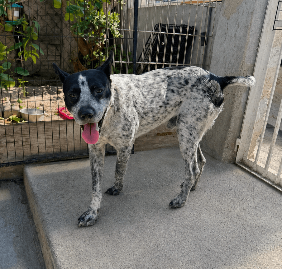 Mr Oreo - Australian Cattle Dog/Blue Heeler