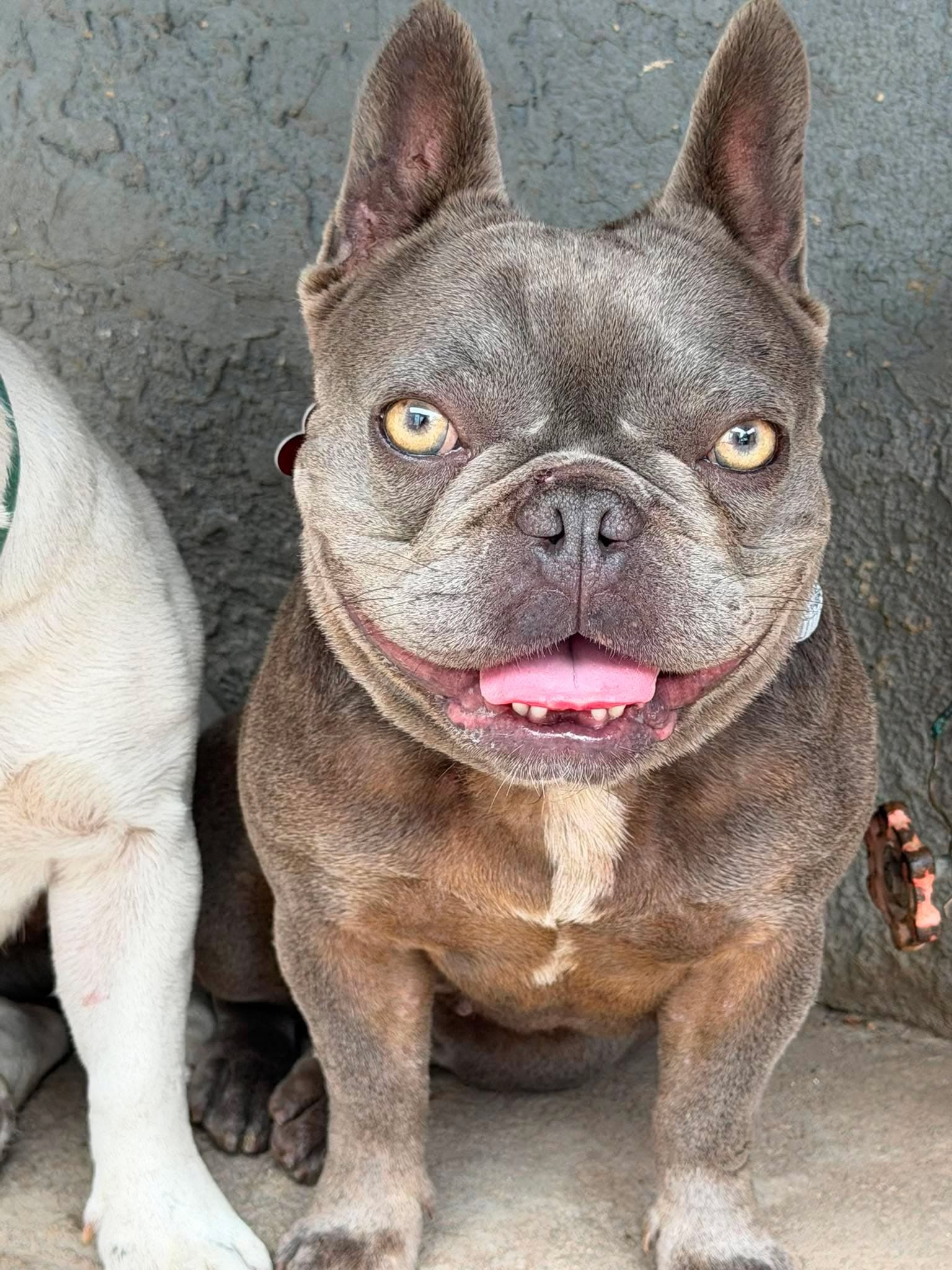 Pearl - French Bulldog
