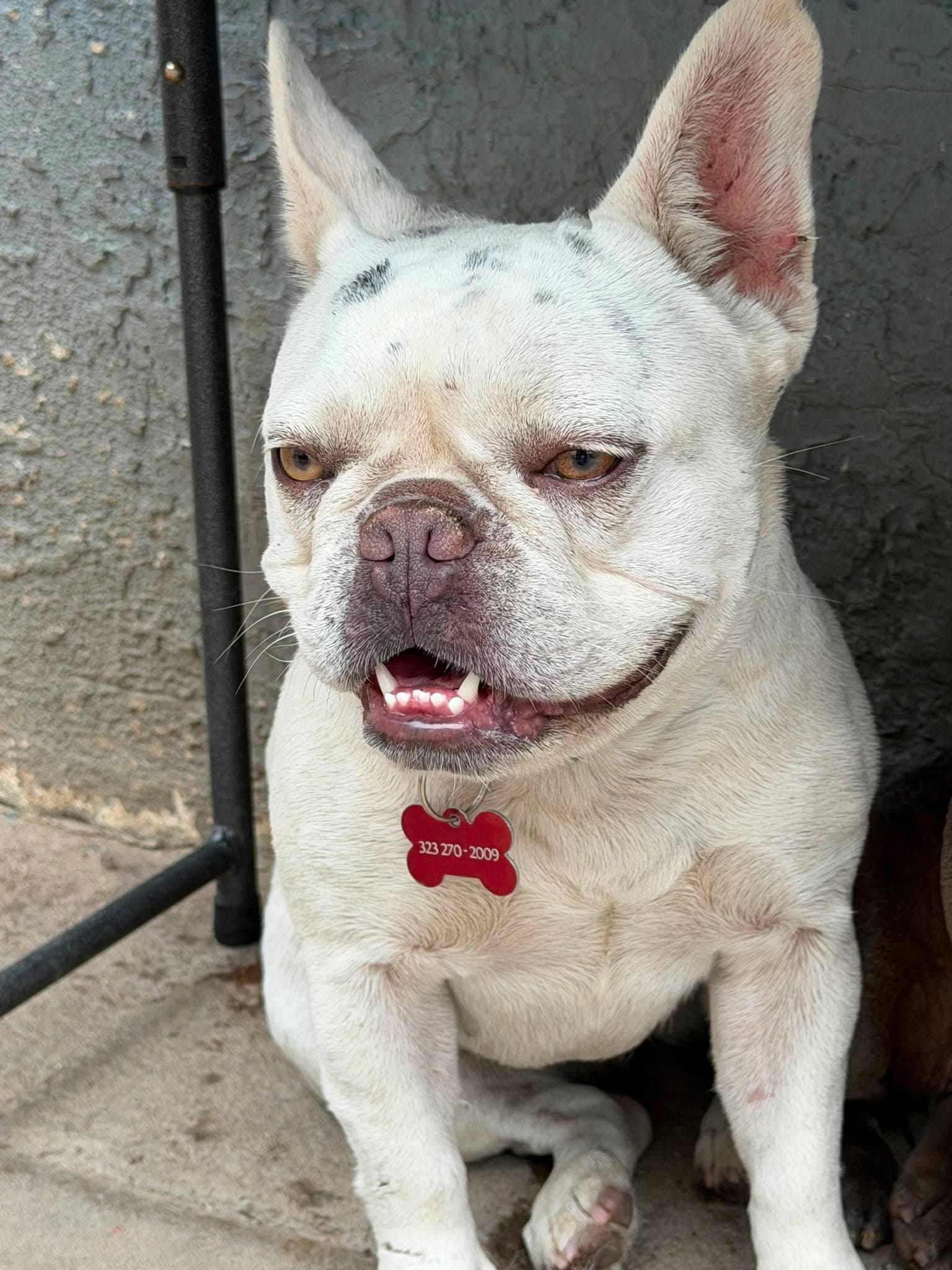 Diamond - French Bulldog