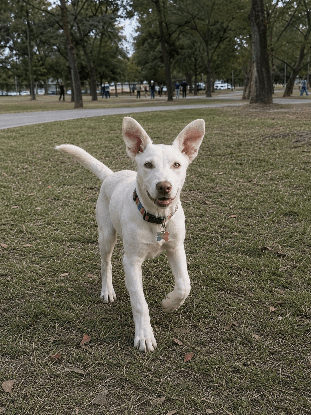 Linda - Australian Kelpie