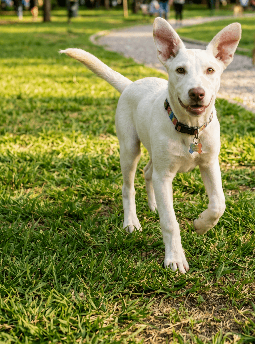 Aura D - Australian Kelpie