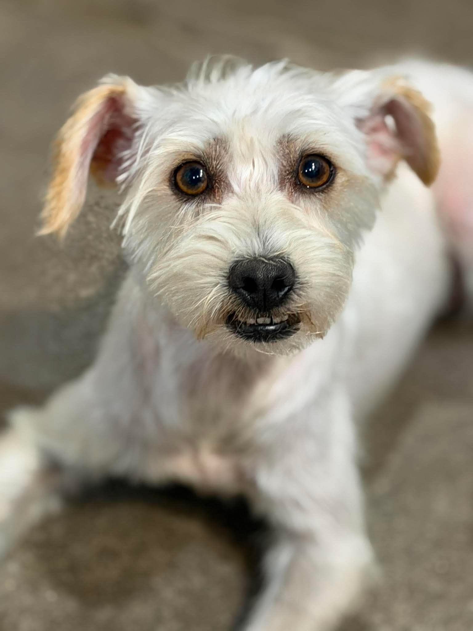 Pickles - Miniature Schnauzer