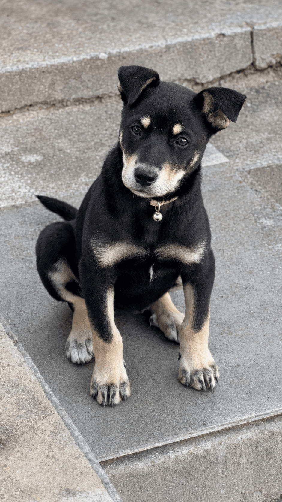 Noah - Australian Kelpie