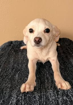 Pixie T image 1
