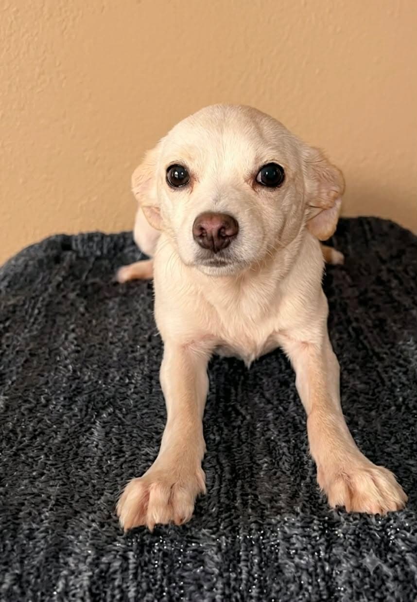 Pixie T - Chihuahua