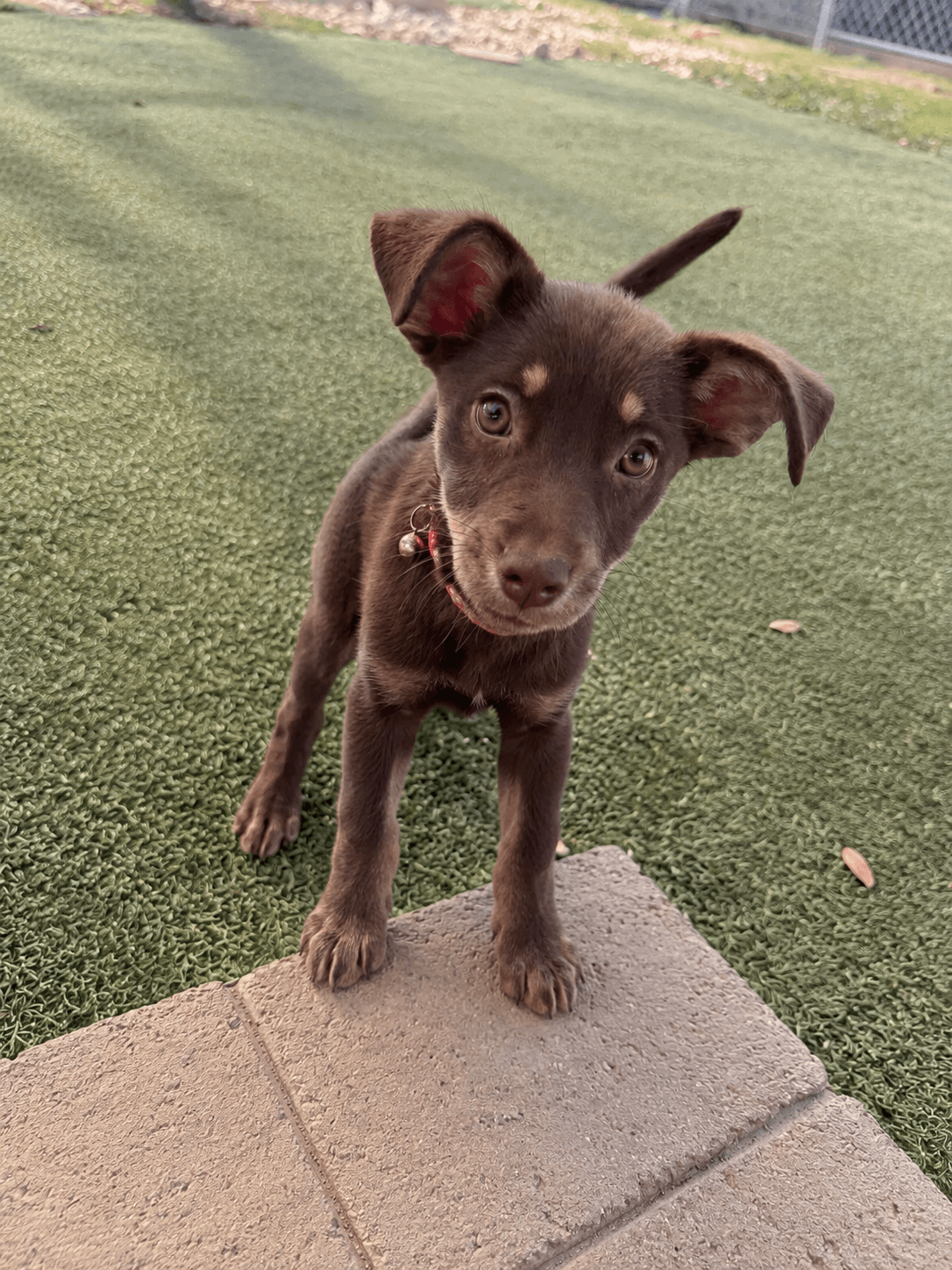 Hazelnut Penny - Australian Kelpie