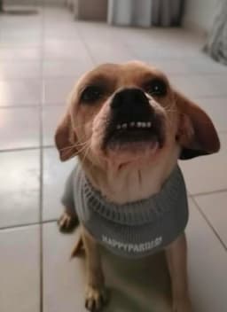 Puglet T image 1