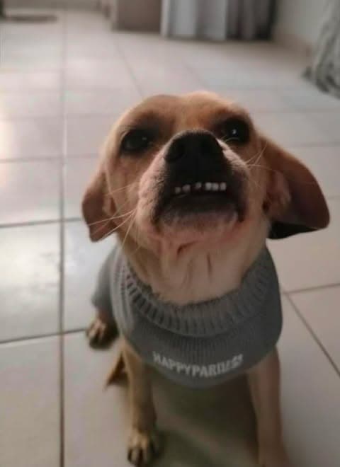 Puglet T - Chihuahua