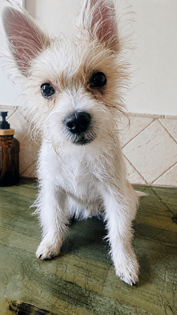 Benny V image 1