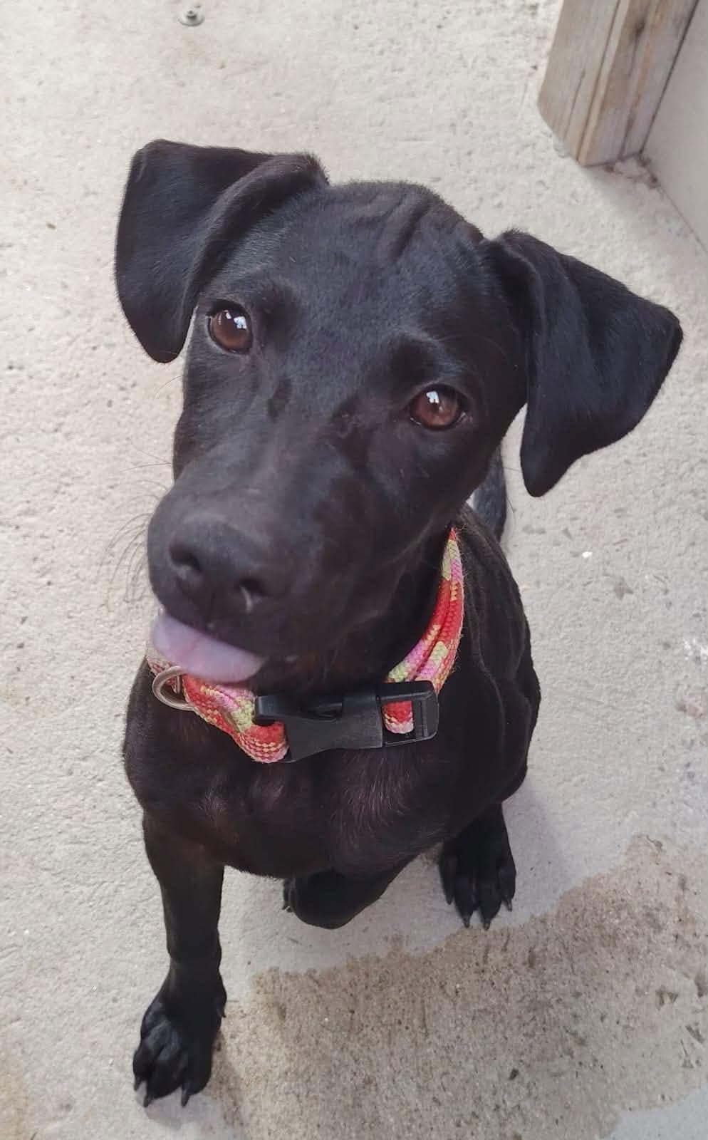 Gala Ac - Black Labrador Retriever
