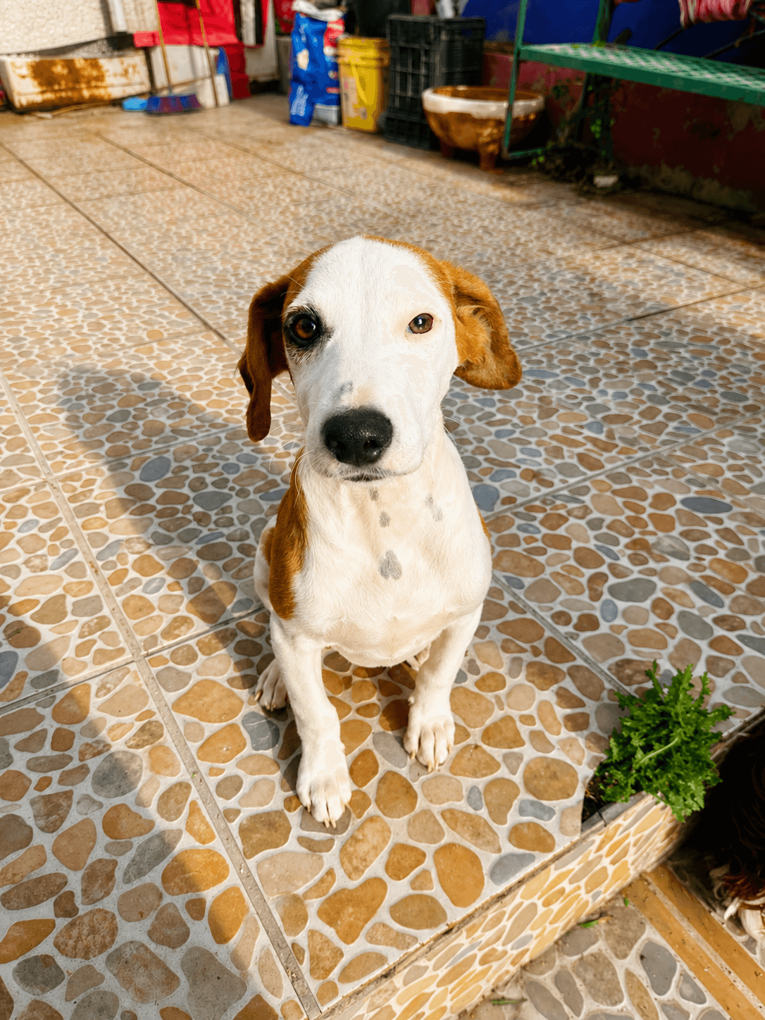 Biscoff C - American Foxhound