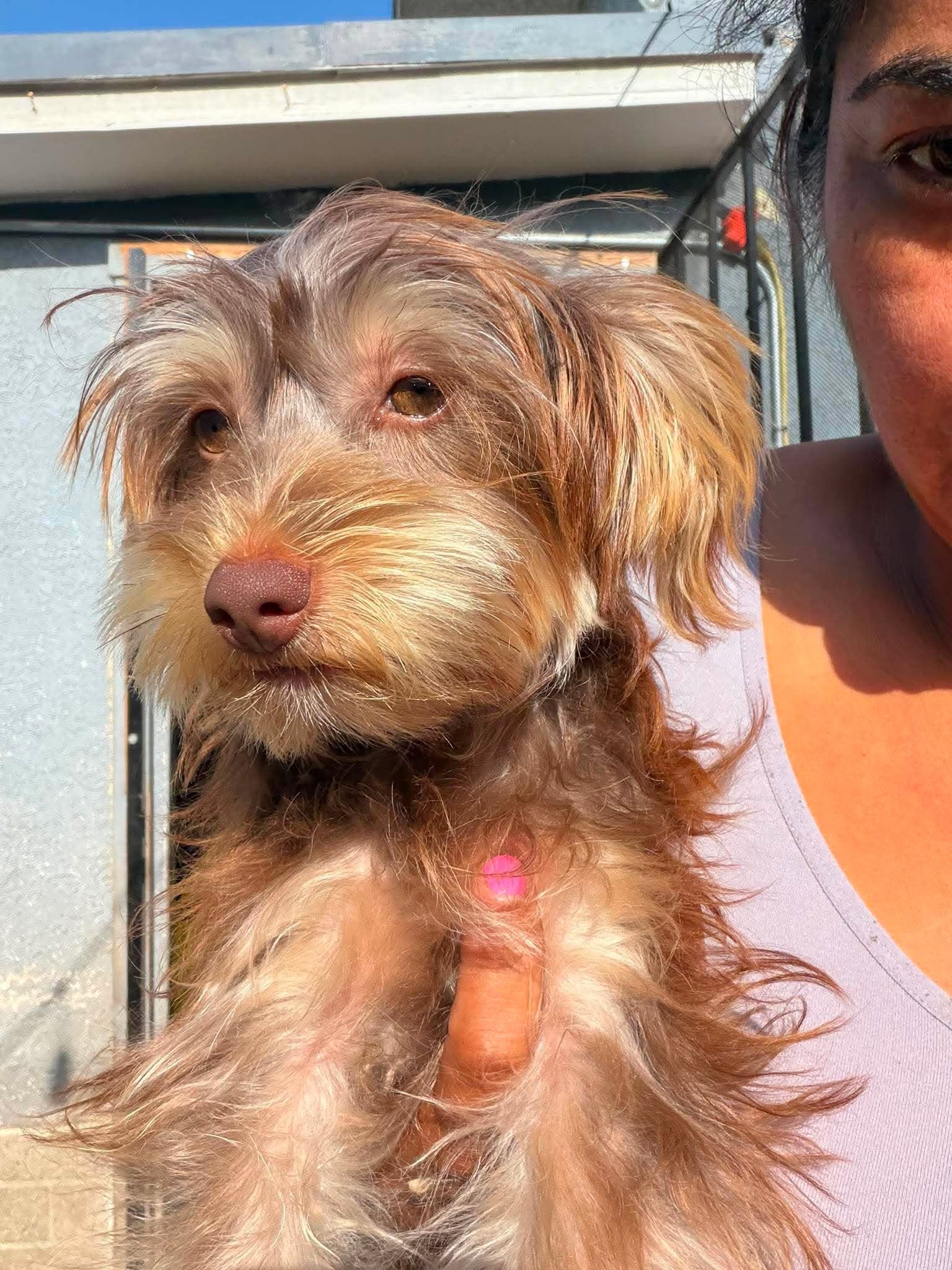 Wicky - Yorkshire Terrier Yorkie