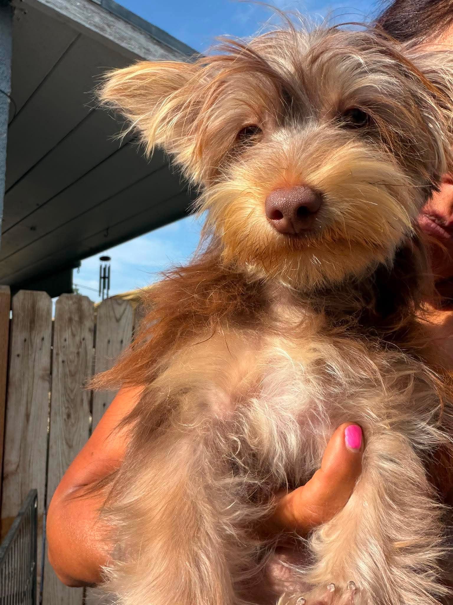 Chewy - Yorkshire Terrier Yorkie