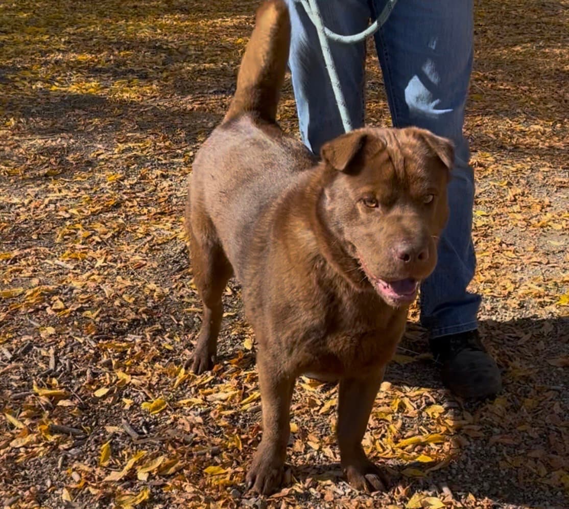 Hugo - Shar Pei