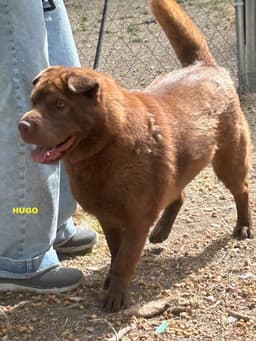 Hugo image 3