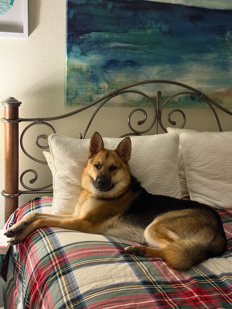 Birddog - German Shepherd Dog