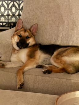 Birddog image 2