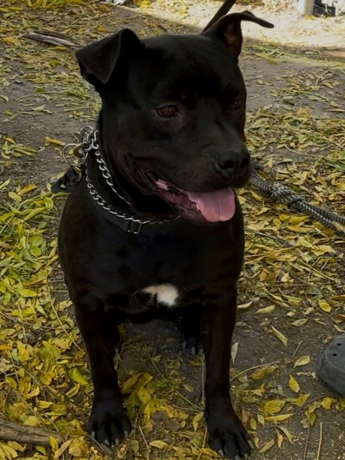 Selena - Staffordshire Bull Terrier