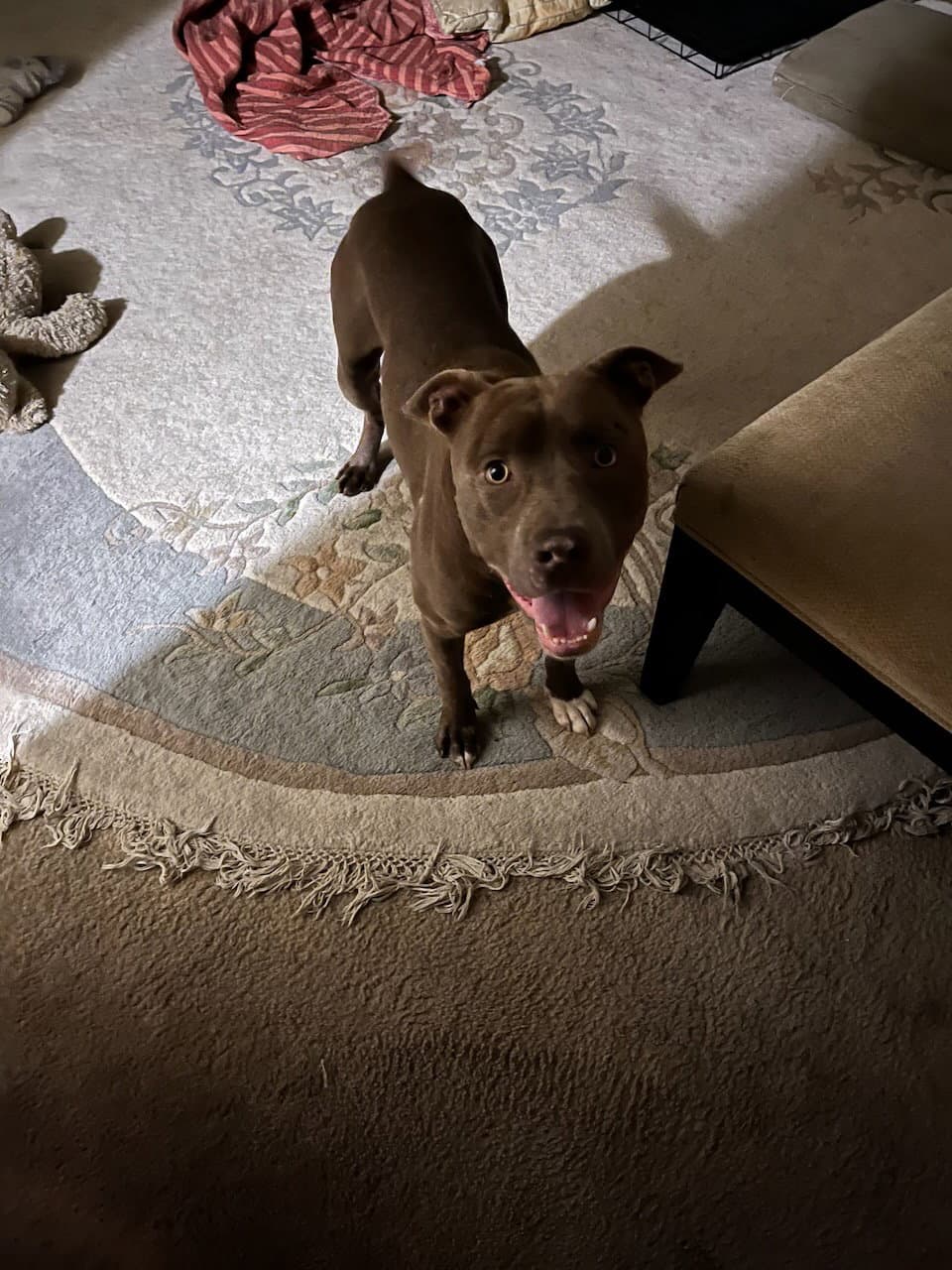 Allen J - Pit Bull Terrier