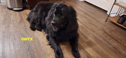 Onyx image 4