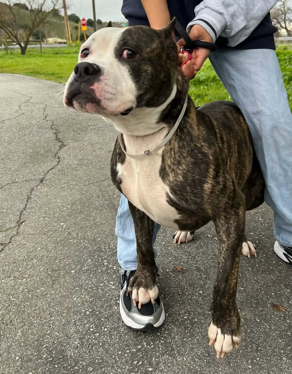 Adam Lambert - Pit Bull Terrier
