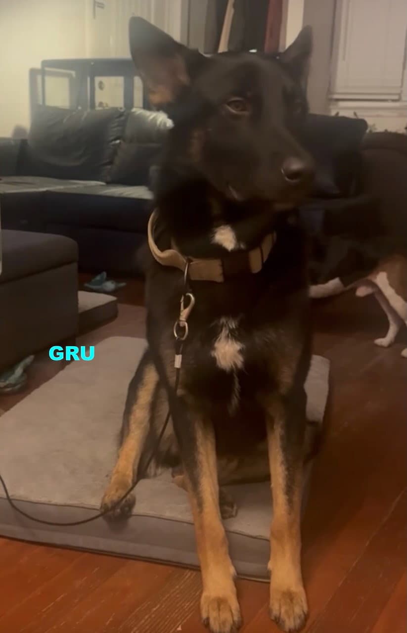 Gru - German Shepherd Dog