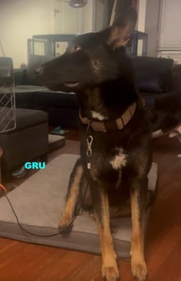 Gru image 3