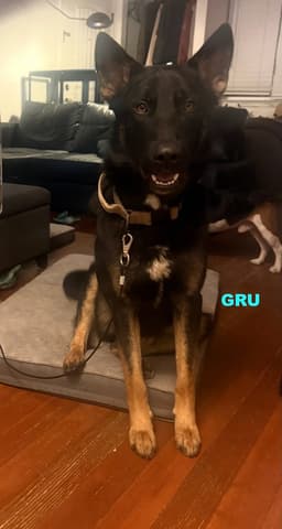 Gru image 4