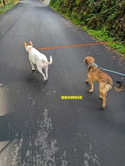 Brownie image 2