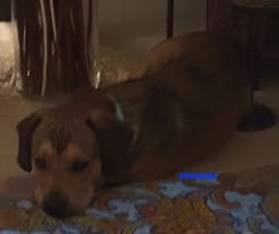 Brownie image 4